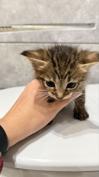 Кошенята два хлопчики і дівчинка