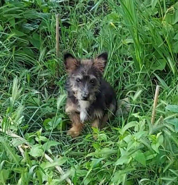 Тобік шукає сім‘ю! Вакцинований від сказу