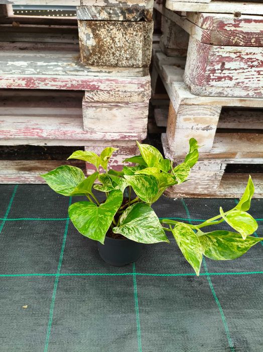 Jibóias Scindapsus (verde, prateada, variegada) - planta em vaso