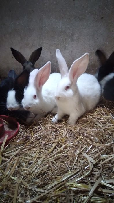 Vendo coelhos caseiros