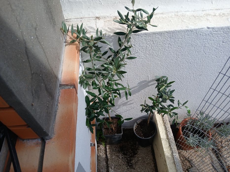 Oliveiras galegas, ja adubadas e prontas para por na terra.