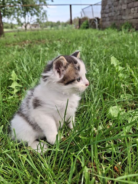 Відам кошенят в добрі руки