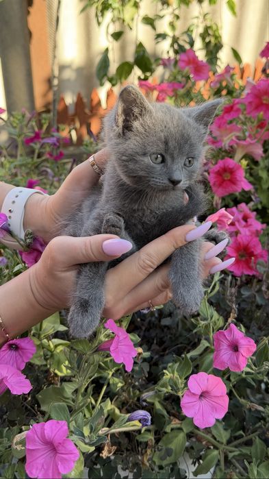 Кошенята (безкоштовно)