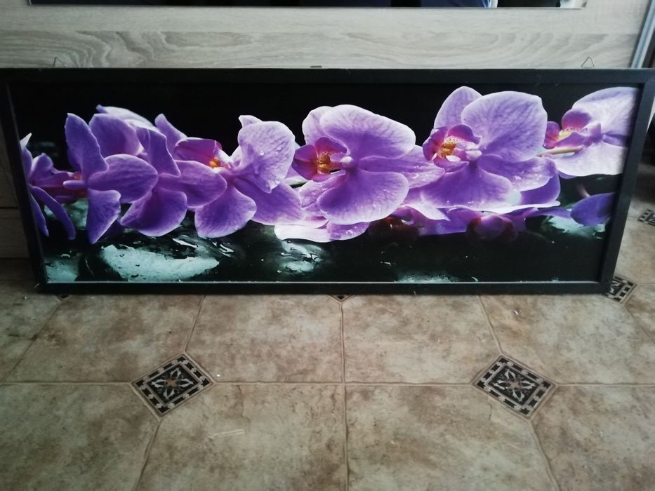 Obraz storczyk orchidea