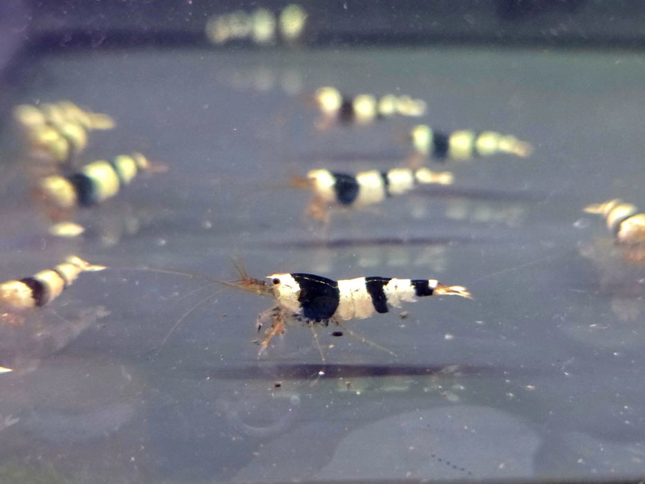 Krewetka caridina crystal black