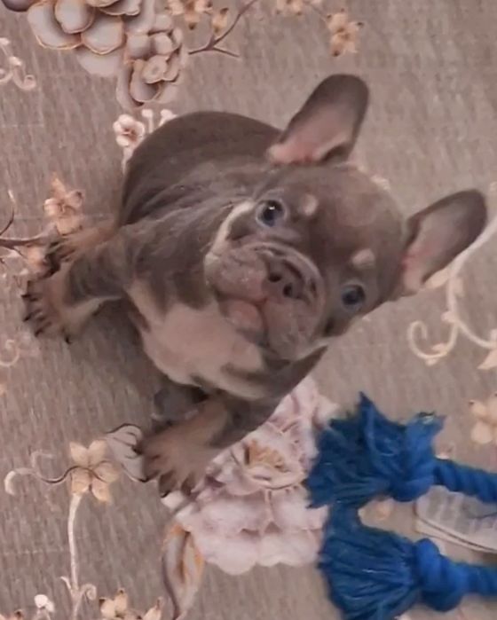 Bulldog francês linhagem superior