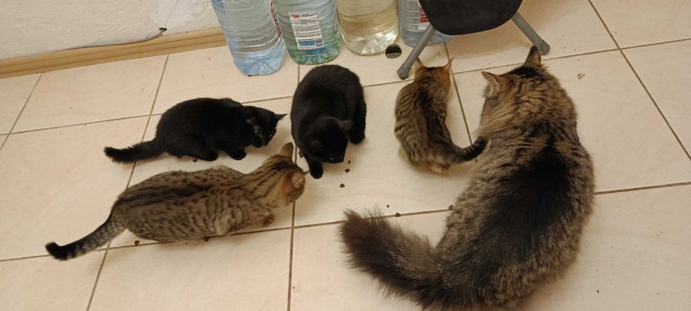 Красивые котята)