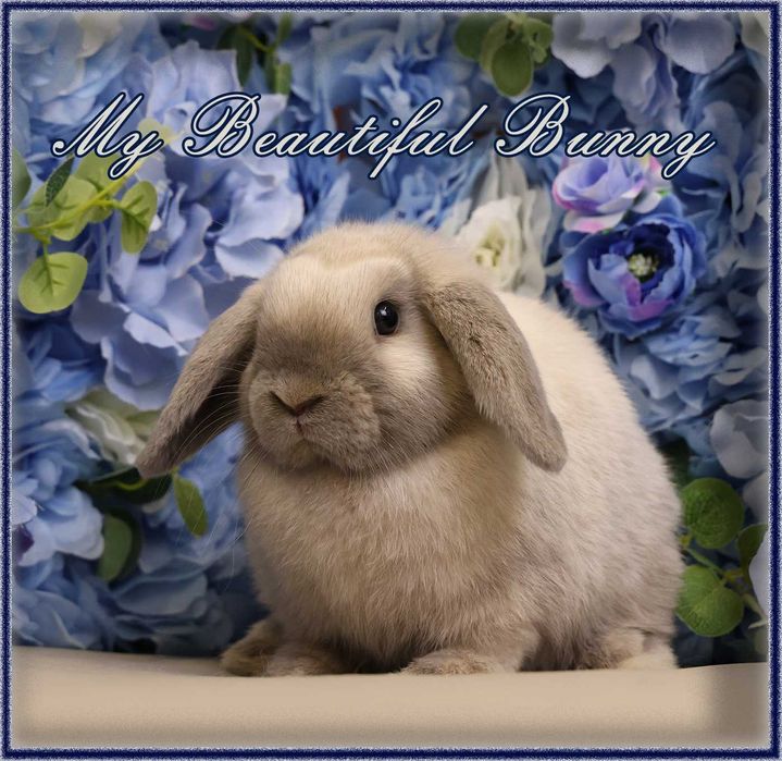 Młody Królik Mini Lop - Sallander