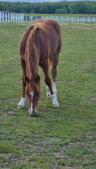 Sprzedam konie AQH, APH (redukcja stada)