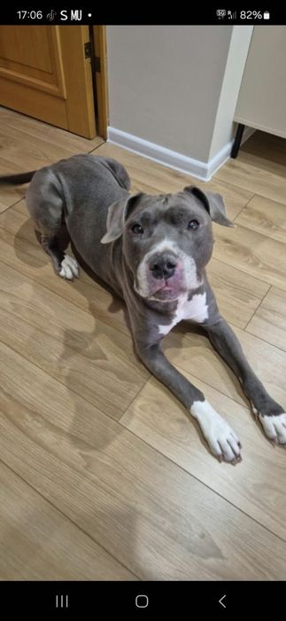Do adopcji Stefan- wesoły i zdrowy pies Amstaff