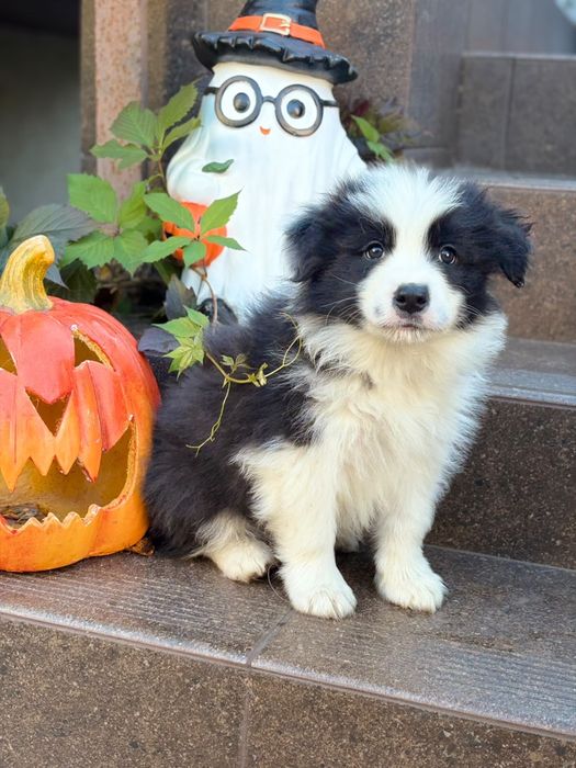 Border Collie FCI