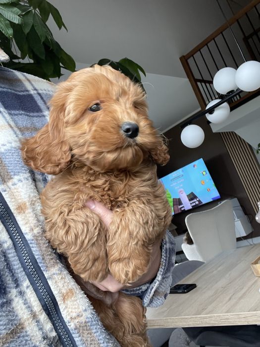 Cockapoo f1 szczeniak