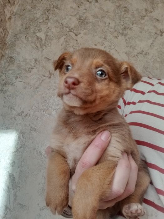 Каштанчик бездомный щенок вакцинированный
