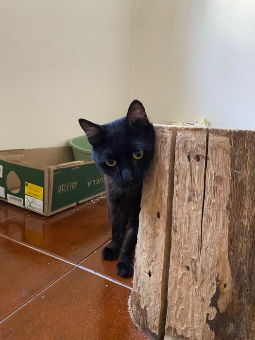 Gatinho para adoção