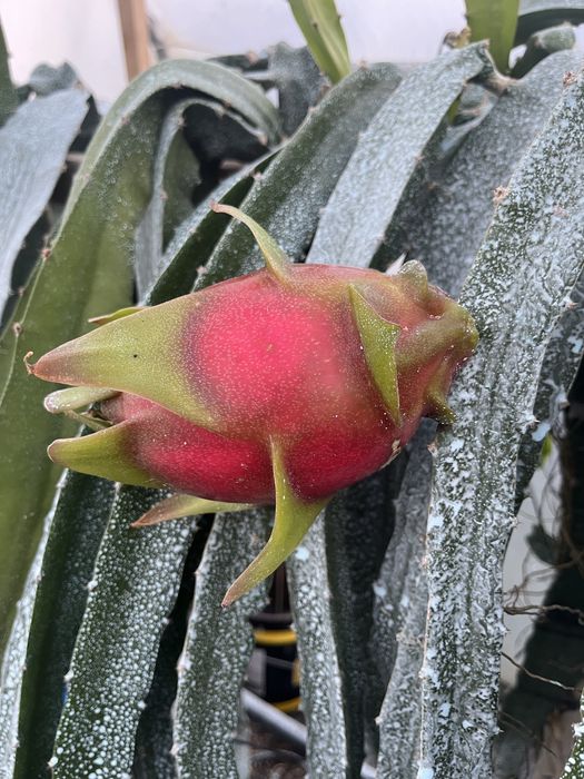 Mudas de pitaya com raiz de varias variedades