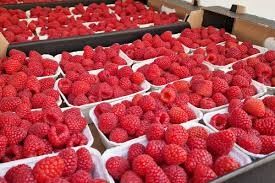 Owoce maliny - odmiana POKUSA