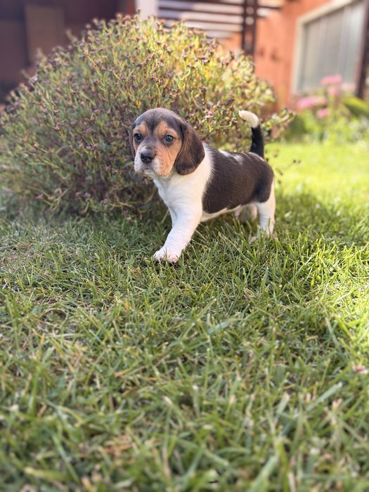 Beagle fêmea tricolor