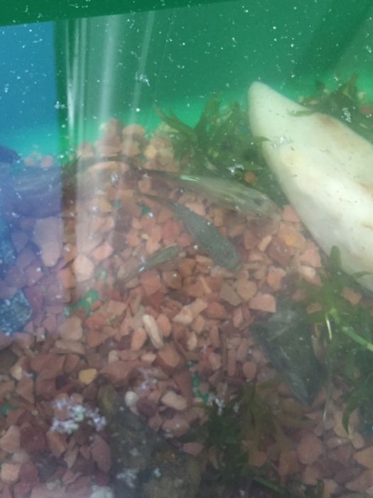 Рибкі ГУППІ.