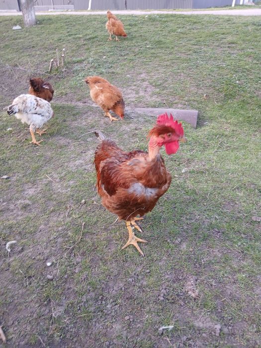 Продам півників,голошиїх,домашніх