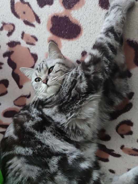 Неймовірна кицюння шукає турботливу сімʼю