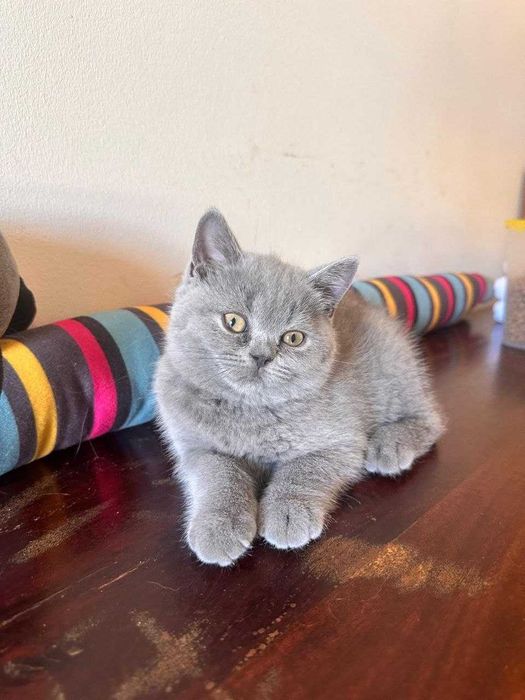 Gatinho disponível.
