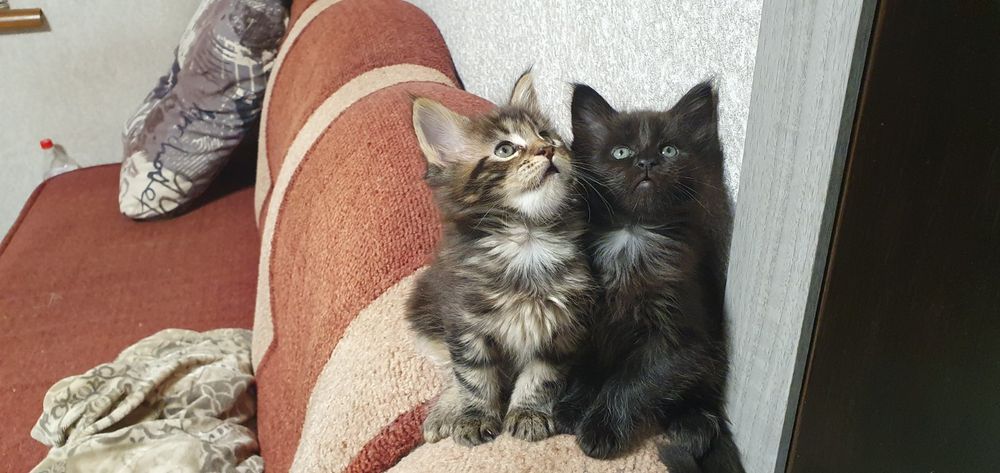 Кошенята Мейн кун! Хлопчики!