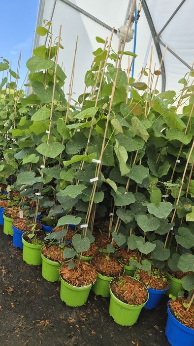 Judaszowiec kanadyjski 2L duże sadzonki Cercis