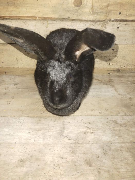 Sprzedam króliki srokacze