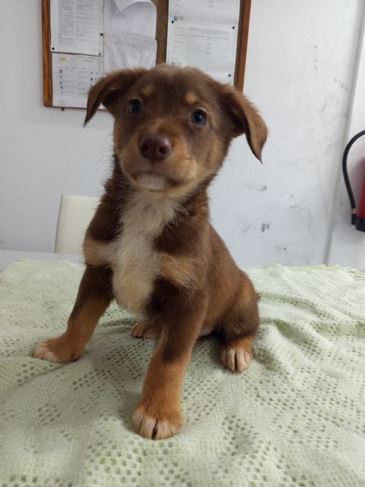 2 meninas  e 1 menino com 2 mesinhos para adopção