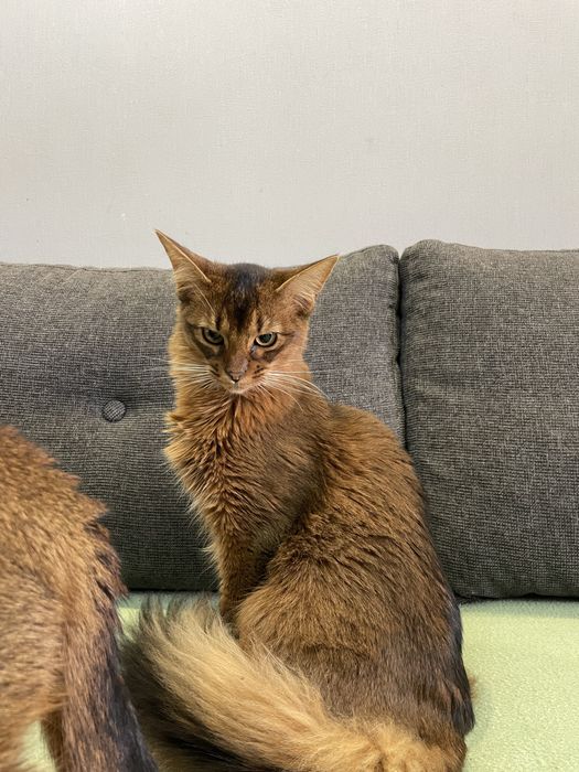 Сомалійська кішка