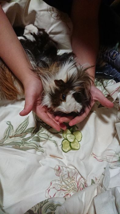 Świnki morskie canvie peruwianki