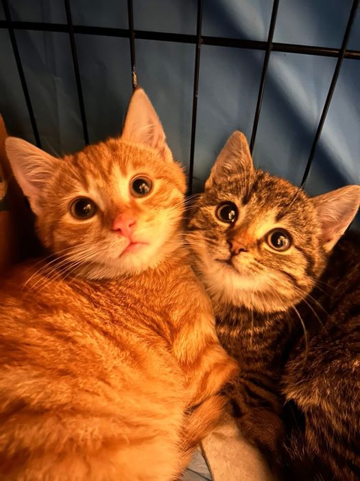 Kociaki w dwupaku zaczynaja rozglądac sie za nowym domem !