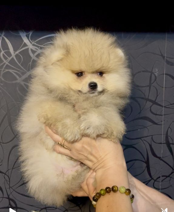 Шикарные Щенки помернского шпица разные окрасы