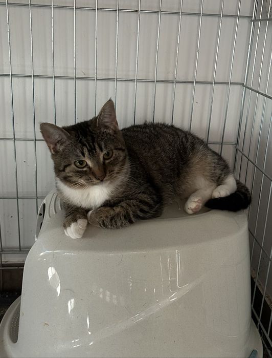 Uratowana kotka potrzebuje domu