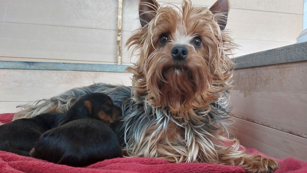 Menino Yorkshire Terrier TOP