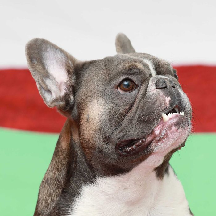 Французький бульдог під вязку