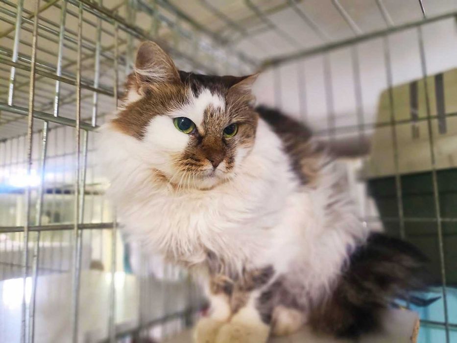 Ніжна пухнаста красуня-кішка Джуля з чарівними очима 3 р кошка кішечка