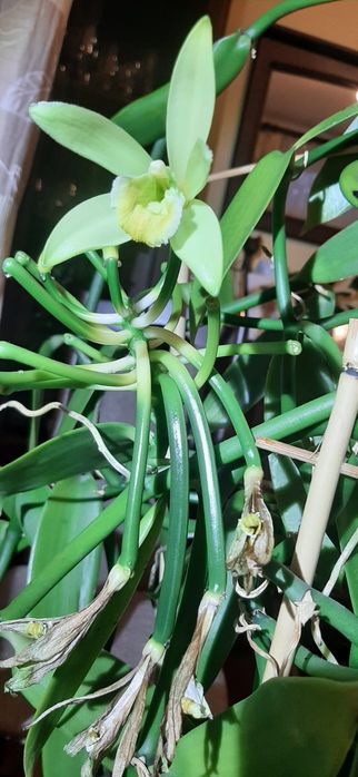 Wanilia - storczyk sadzonka 30 cm w doniczce