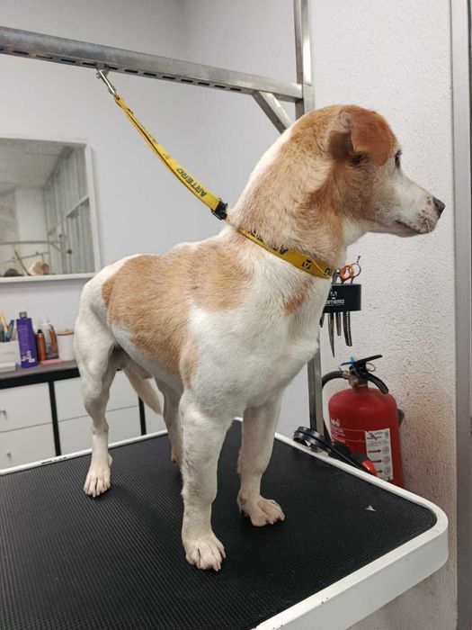 Cão porte pequeno para adoção responsável