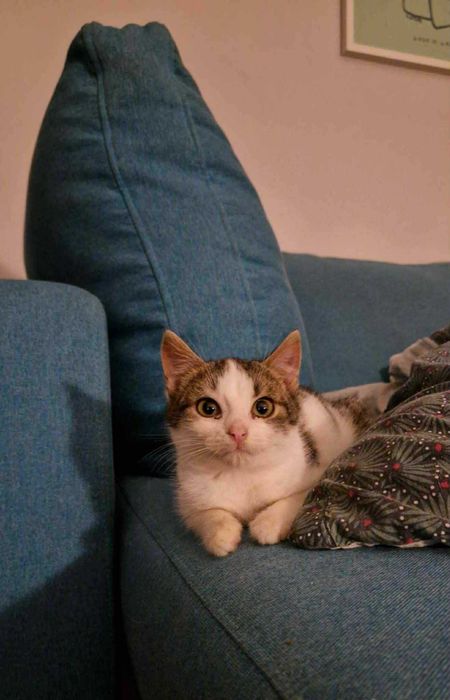 Koci Maluch Tościk do adopcji (dokocenie)