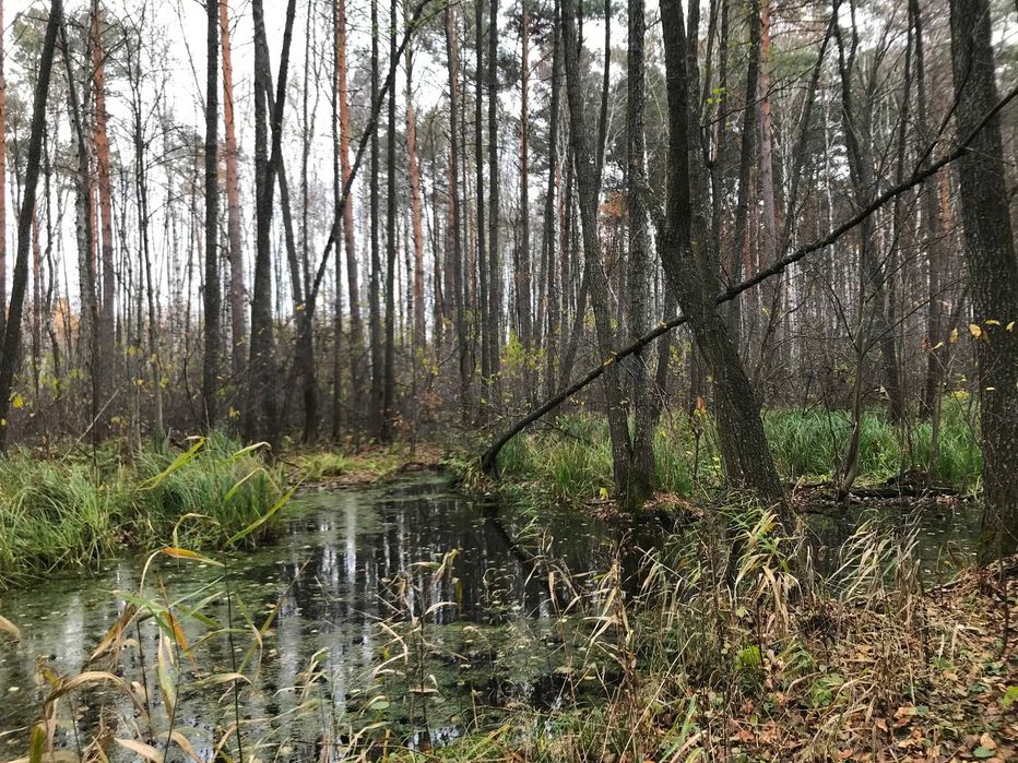 55,904 Га, с. Кодра, Макарівський р-н, Київська обл., ВЛАСНИК!!!