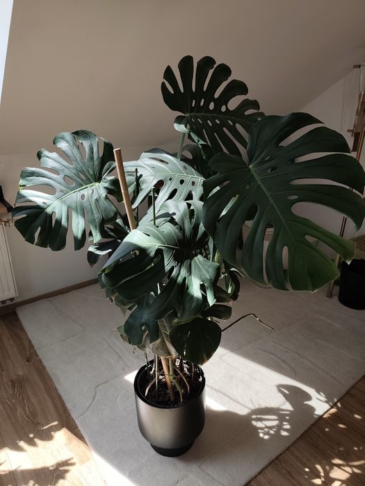 Duża, gęsta Monstera Deliciosa