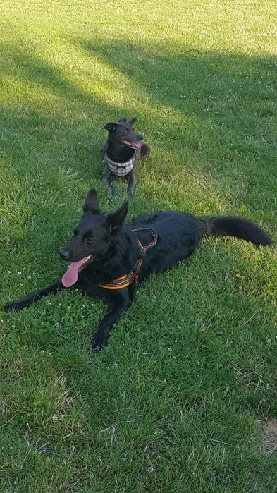 Saba szuka swojego czlowieka