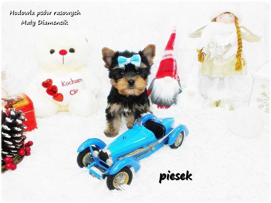 Mini XS !! Malutki Piesek Yorkshire Terrier z Rodowodem i Wyprawką