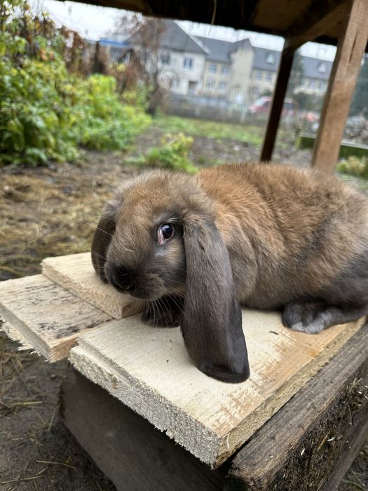 Кролики різних порід
