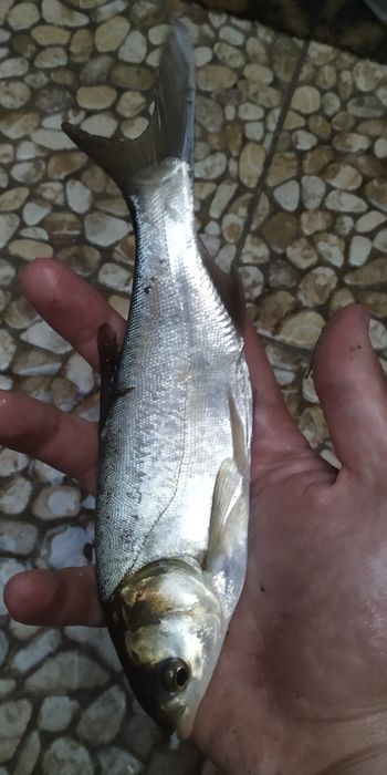 Tołpyga tołpygi narybek ryby do oczka wodnego stawu dowóz