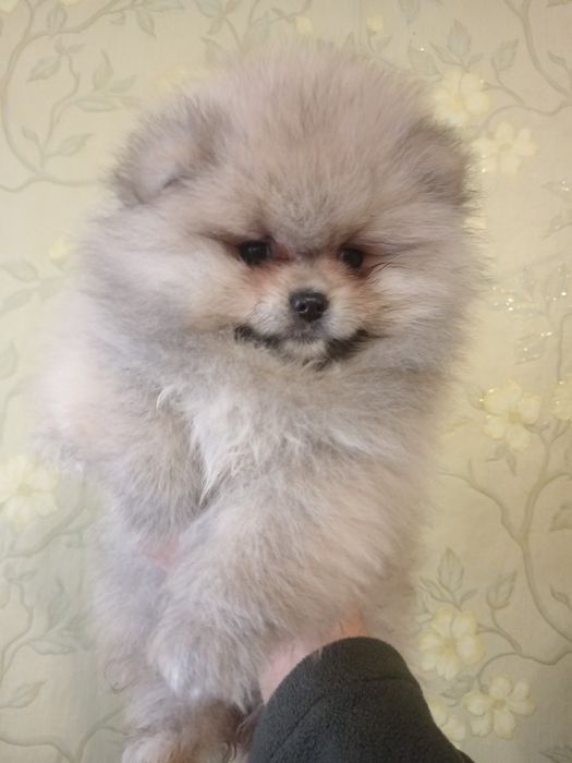 Померанский шпиц,девочки