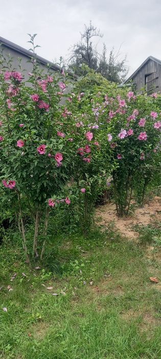 Гібіскус сажанці насіння дереновидний рожеві фіолетові білі ростки