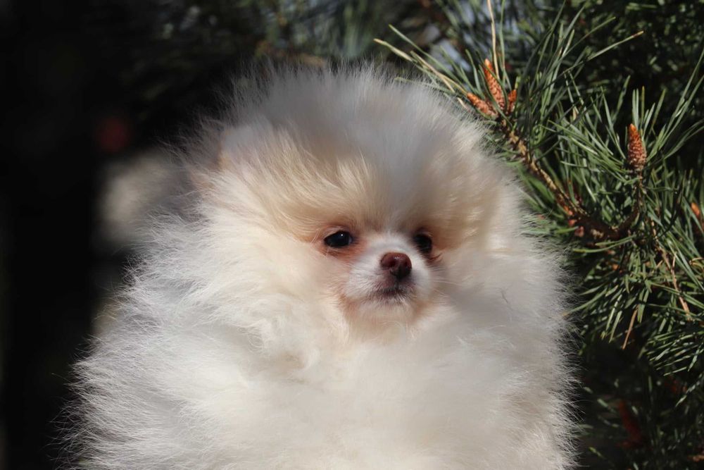pomeranian szpic