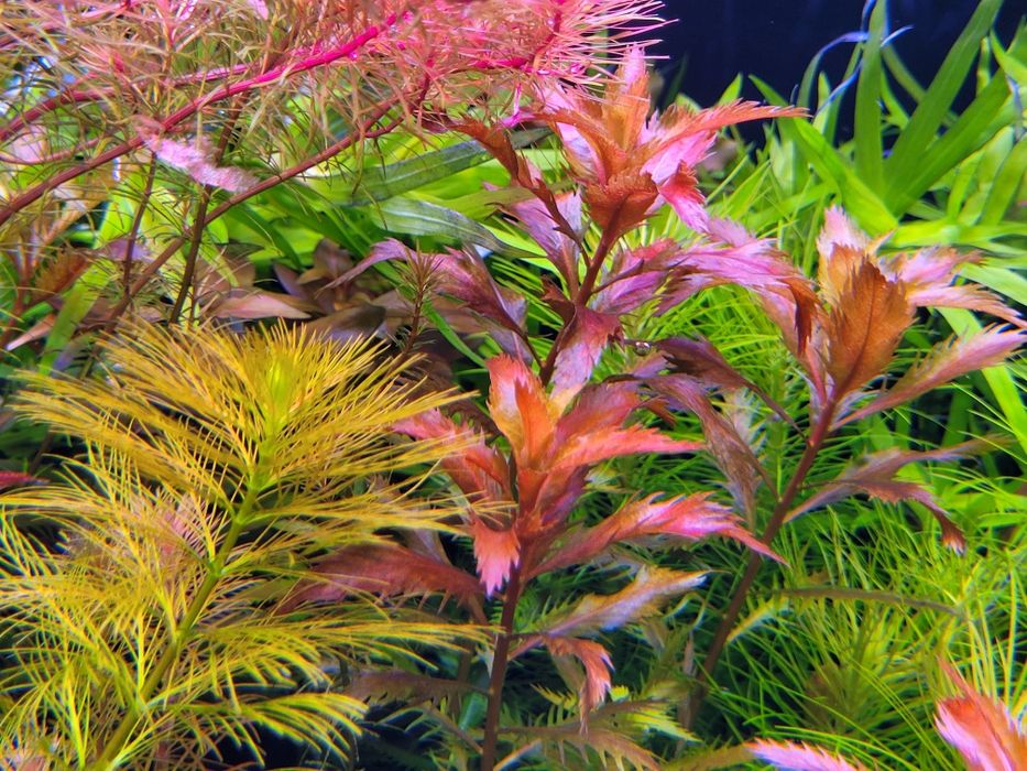 Lobelia cardinalis mini